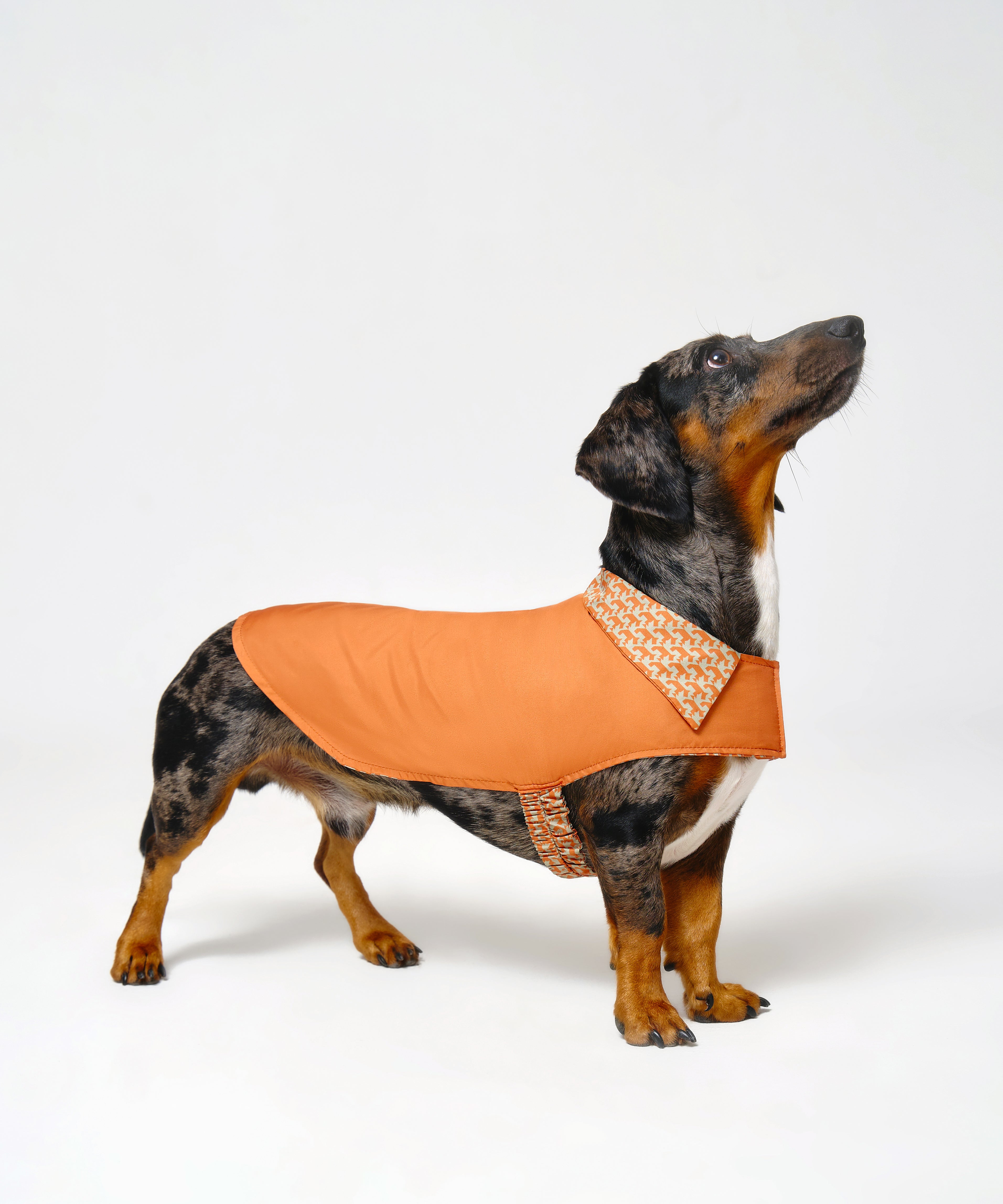 Reversible Dog Raincoat