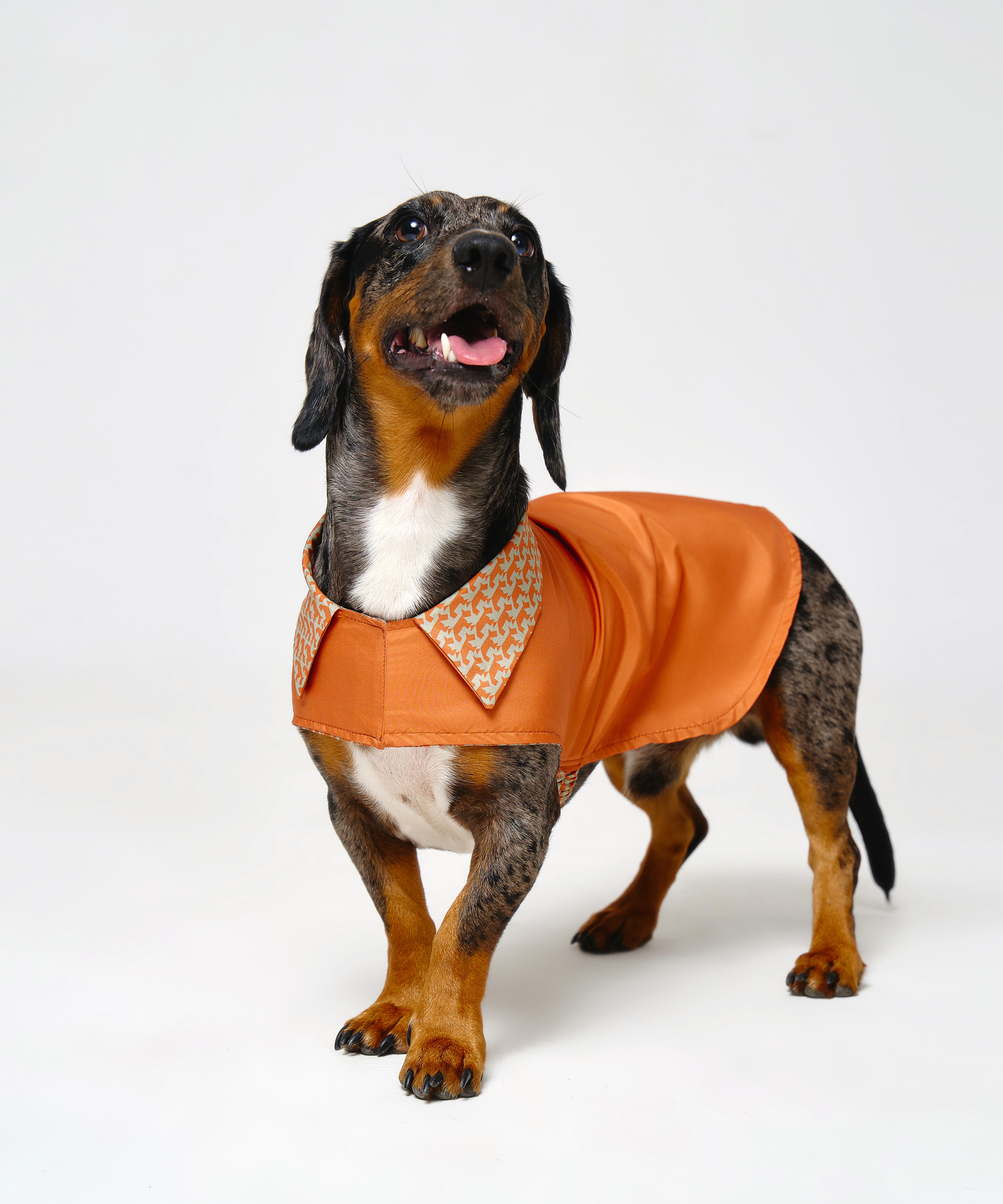 Reversible Dog Raincoat