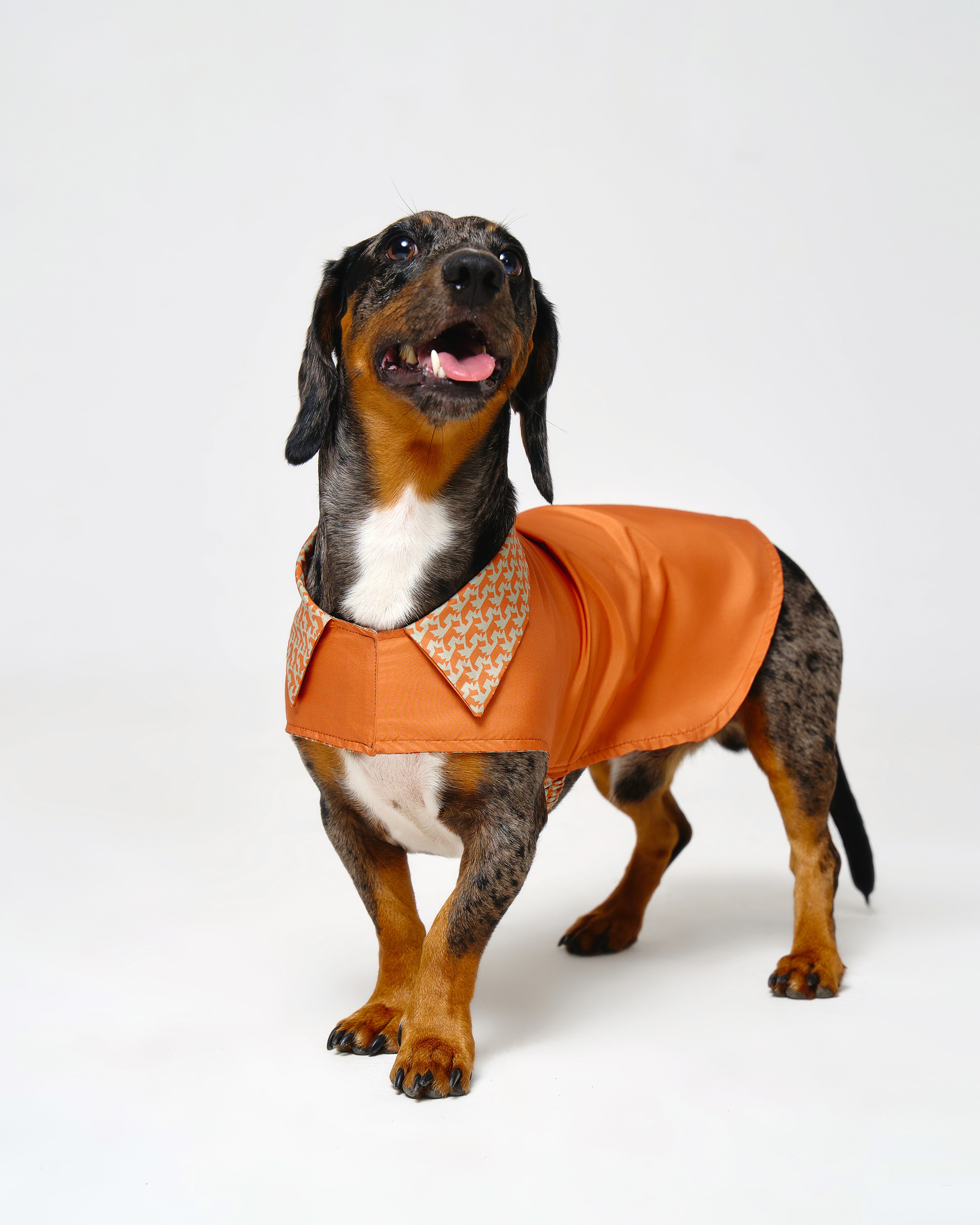 Reversible Dog Raincoat