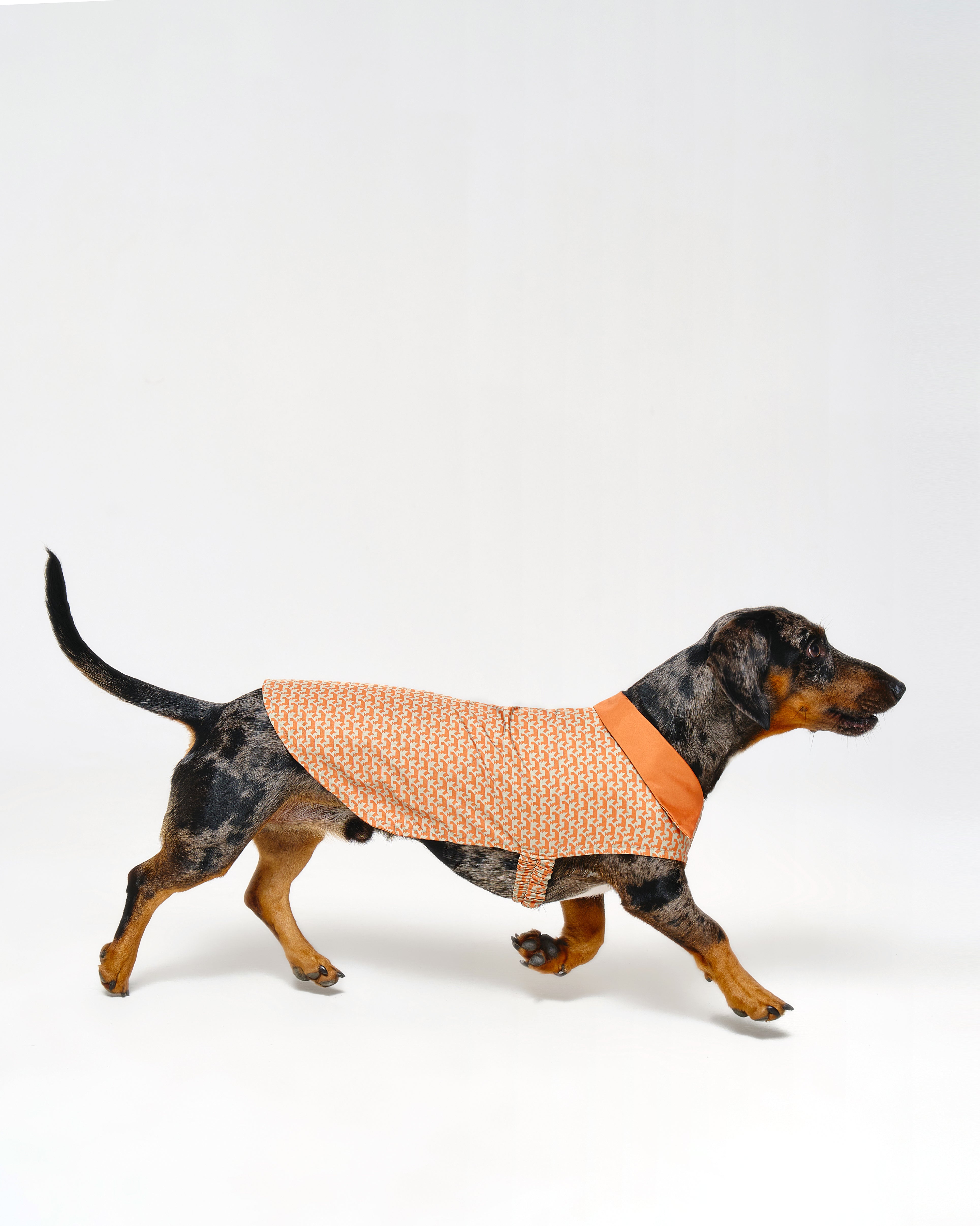 Reversible Dog Raincoat