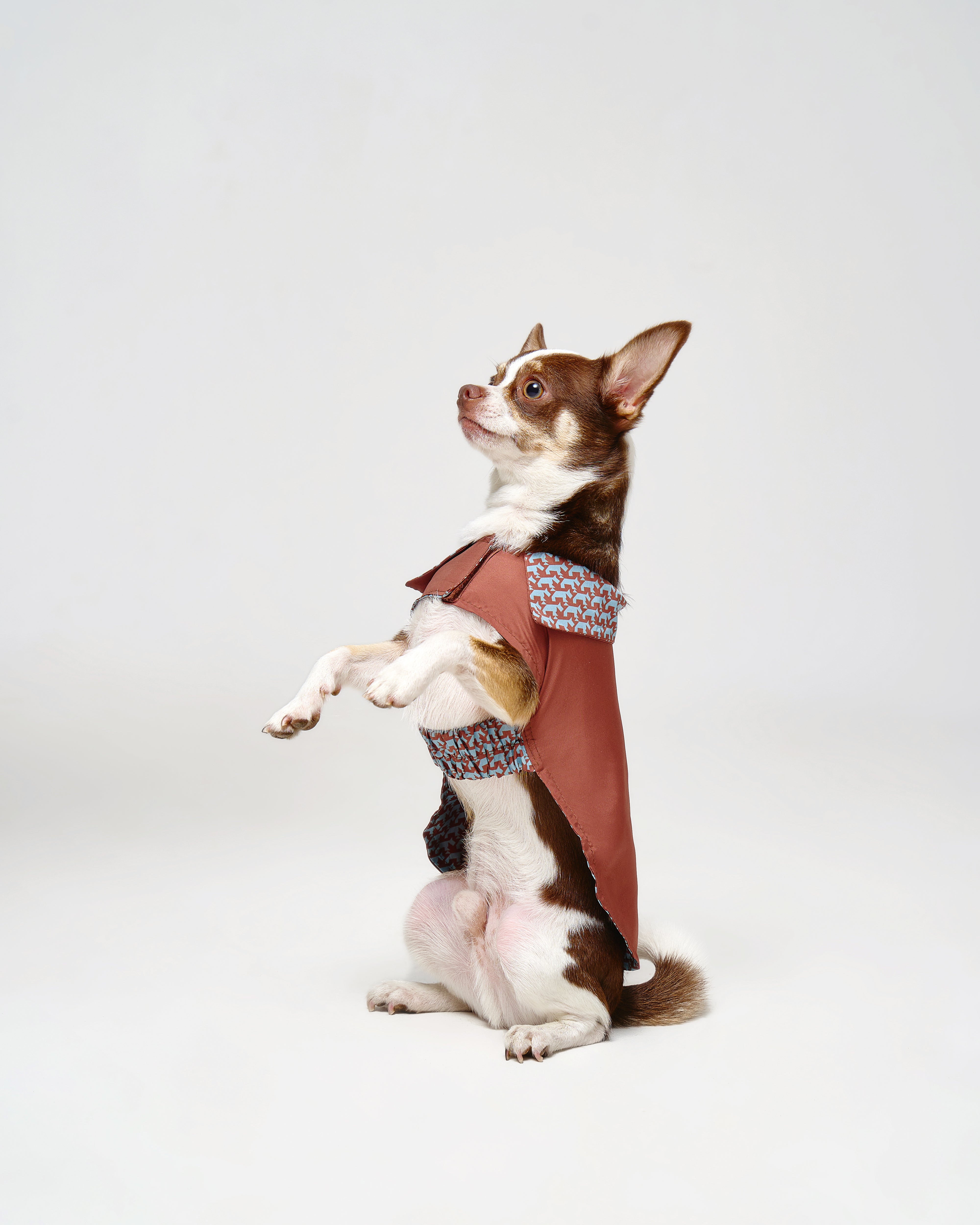 Reversible Dog Raincoat