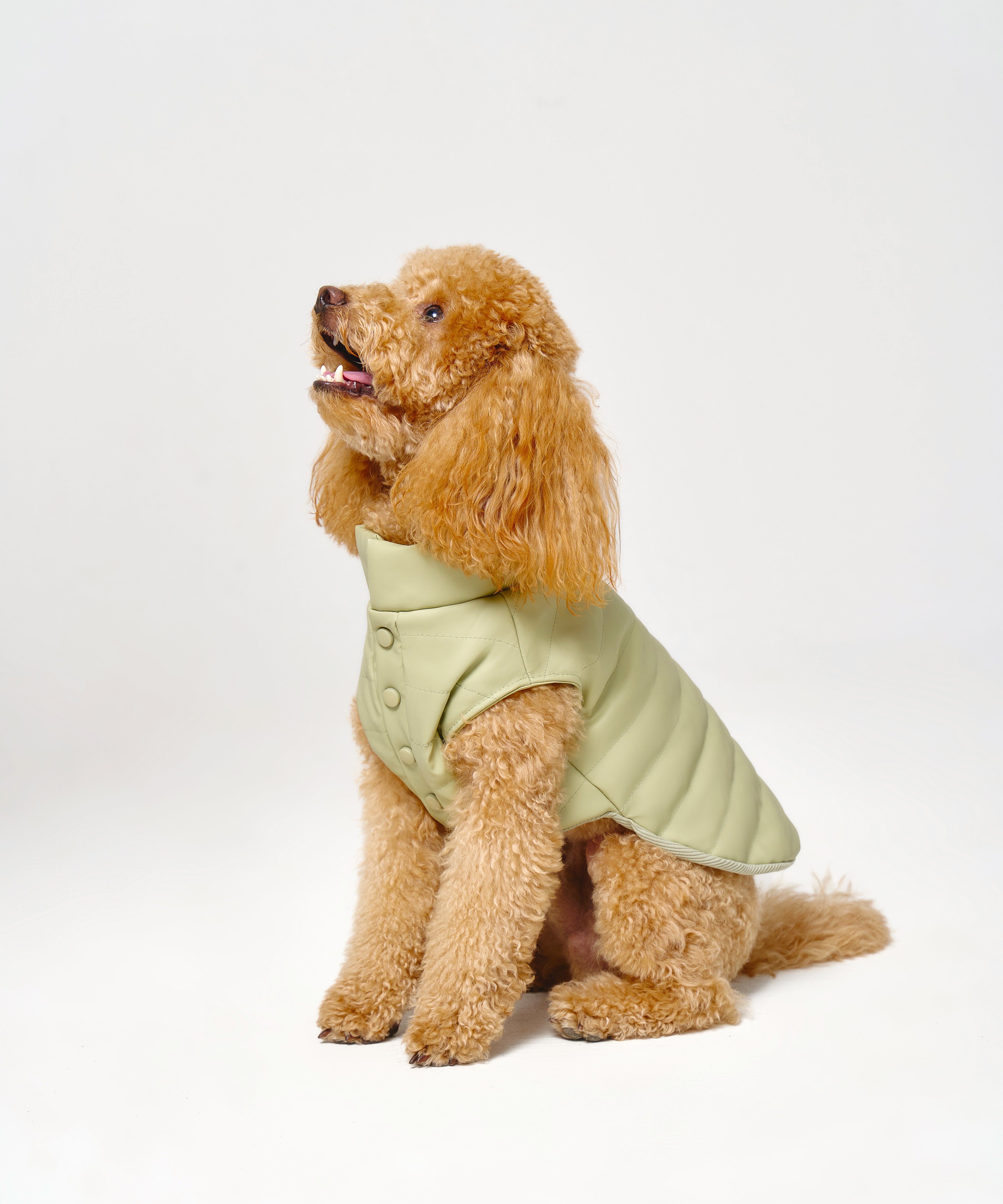 Puffer Dog Vest 